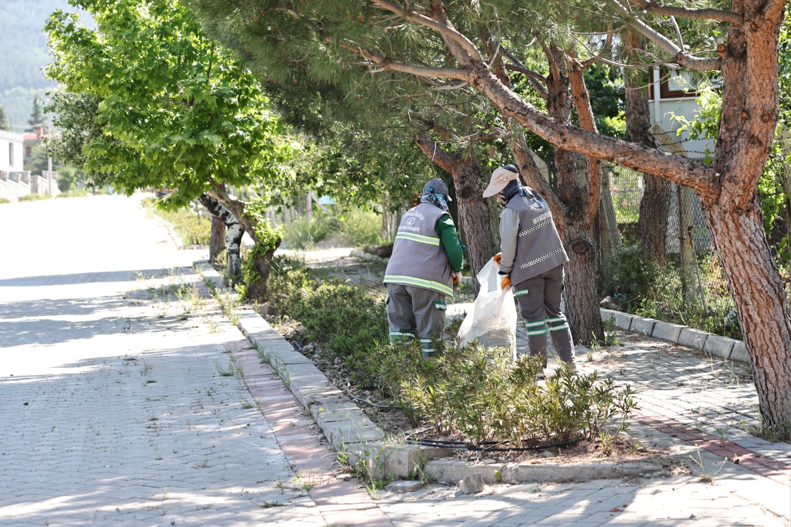 Pamukkale’de yabani ot temizliği çalışmaları sürüyor