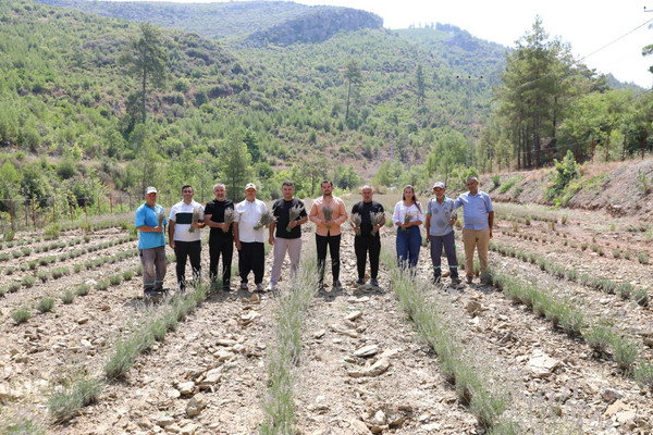 Fakırcalı’daki lavanta bahçesinde ilk hasat gerçekleştirildi