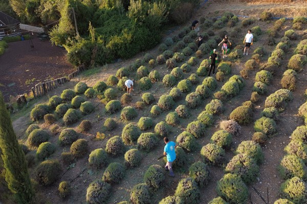 Bodrum’da Gençlik Tarım Kampı’nda lavanta hasadı yapılıyor
