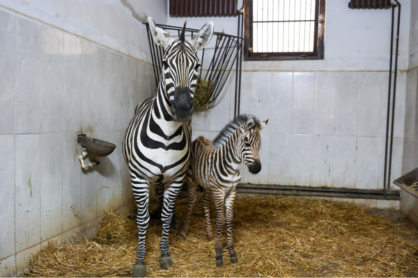 Bursa Hayvanat Bahçesi’nde zebra sayısı 11’e yükseldi