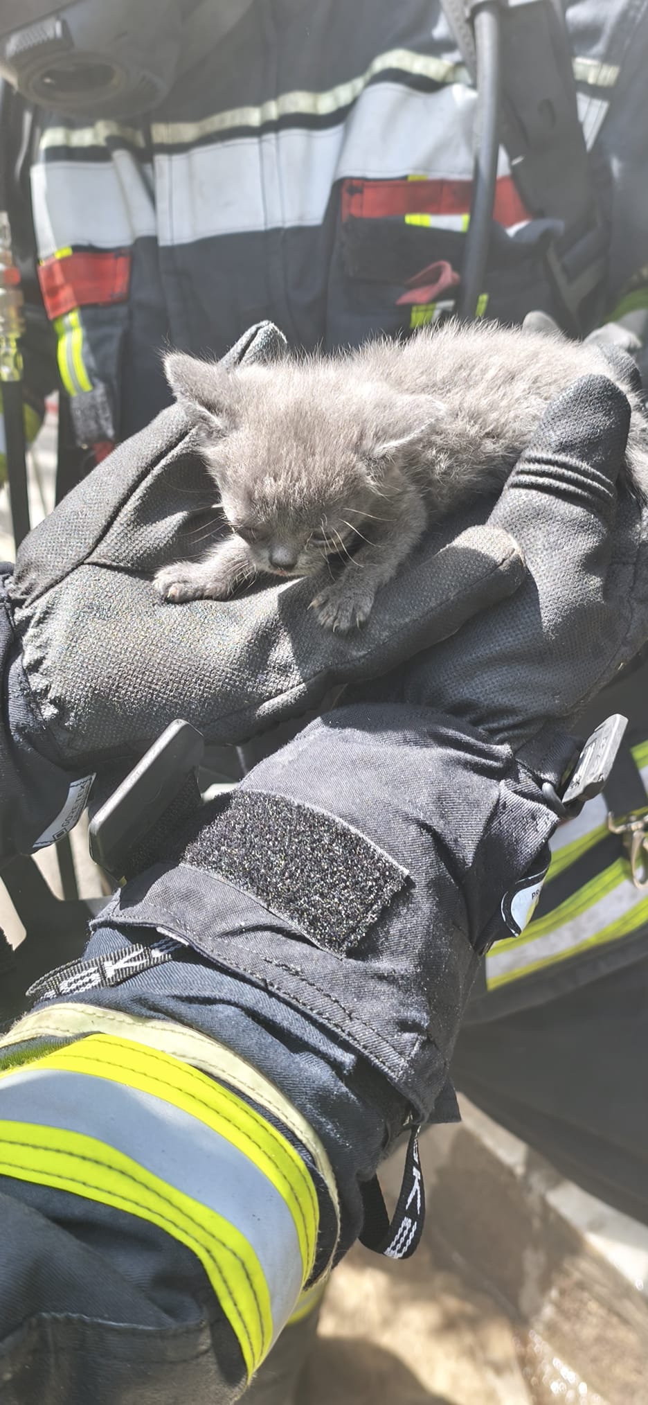 Kayseri’de yangında mahsur kalan 6 kedi kurtarıldı