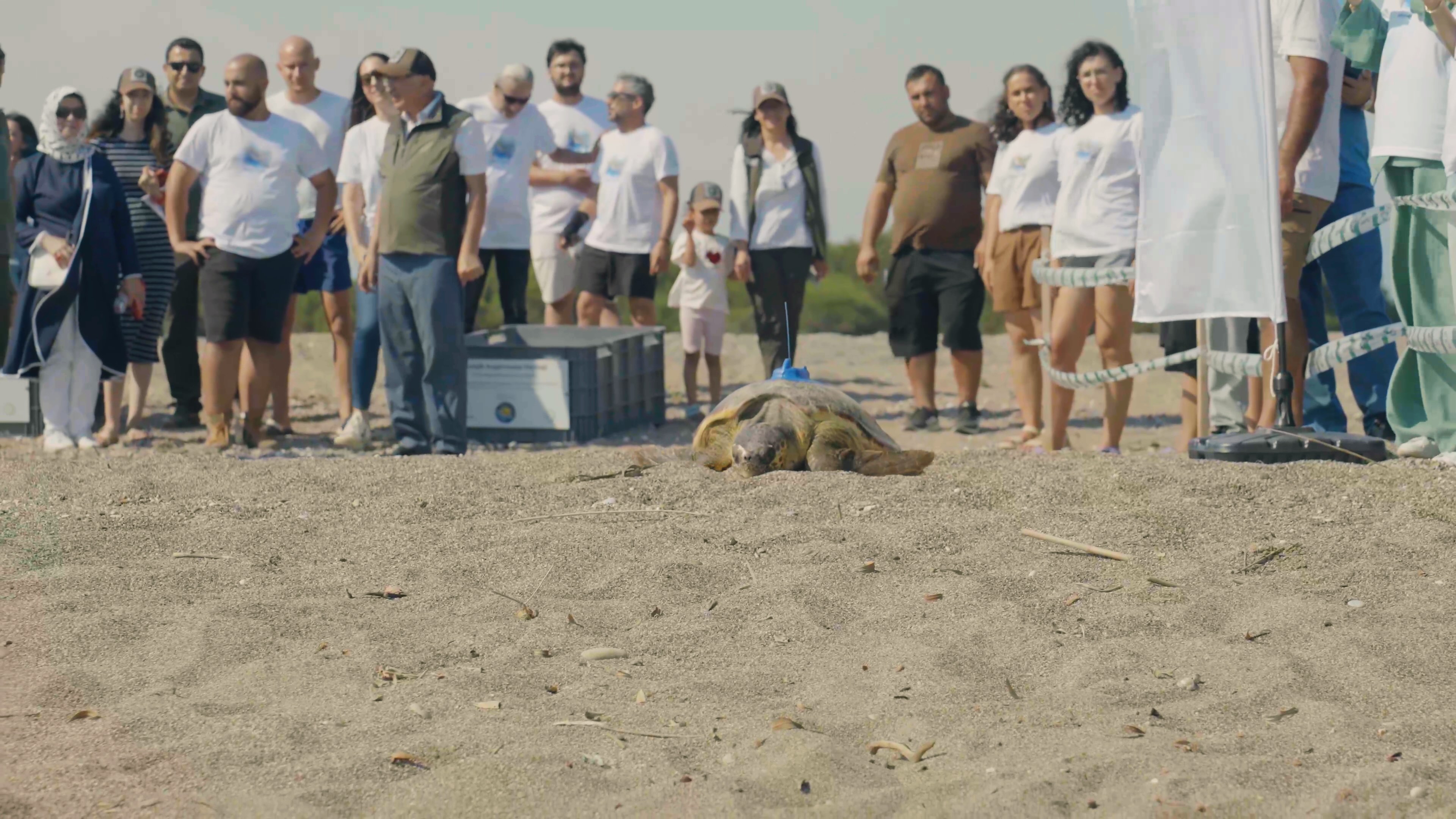 Miner Turtle Projesi: Caretta caretta’ların göç rotalarına uydu takibiyle ışık tutuluyor