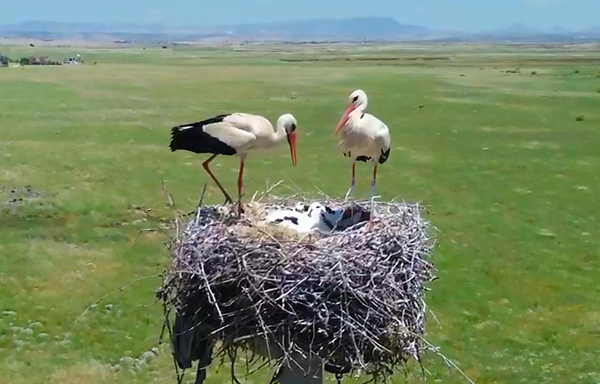 Göçmen kuşlar Dicle Elektrik ile güvende