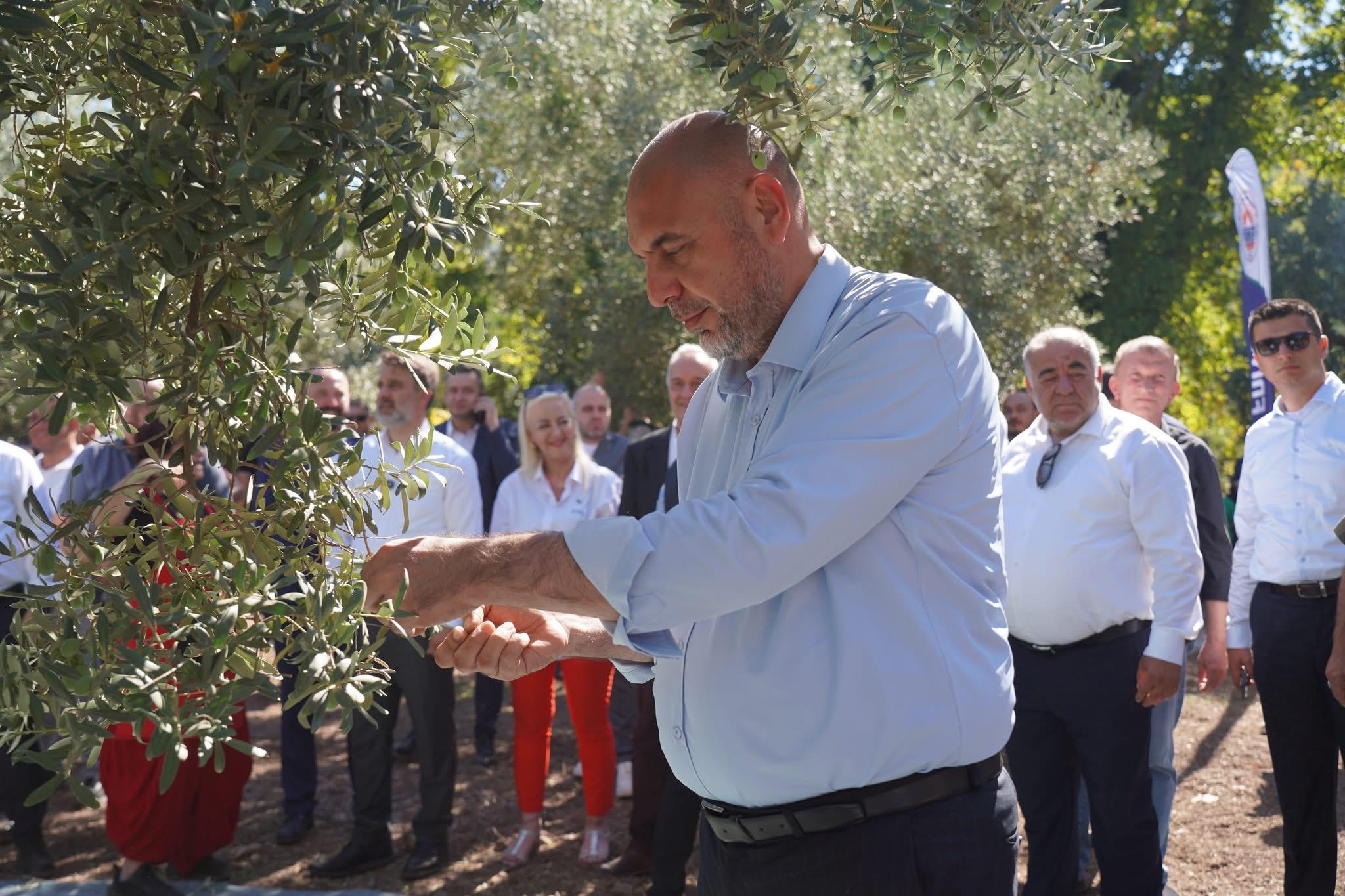 Gemlik’te zeytin hasat sezonu dualarla başladı