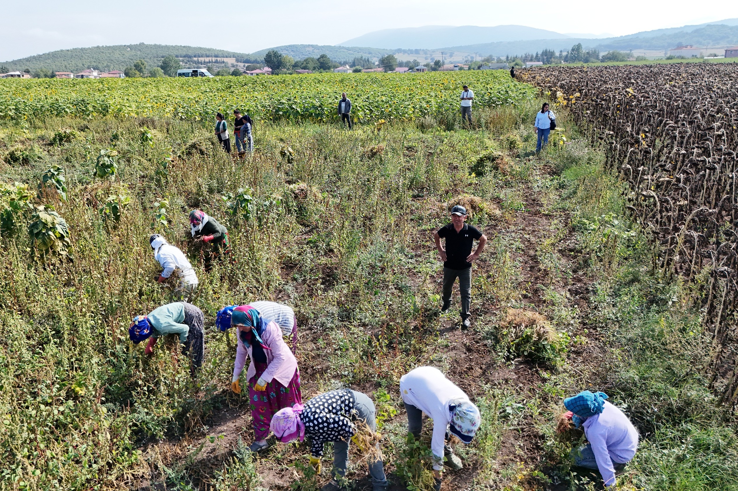 Samsun’da Ladik fasulyesi hasadı başladı