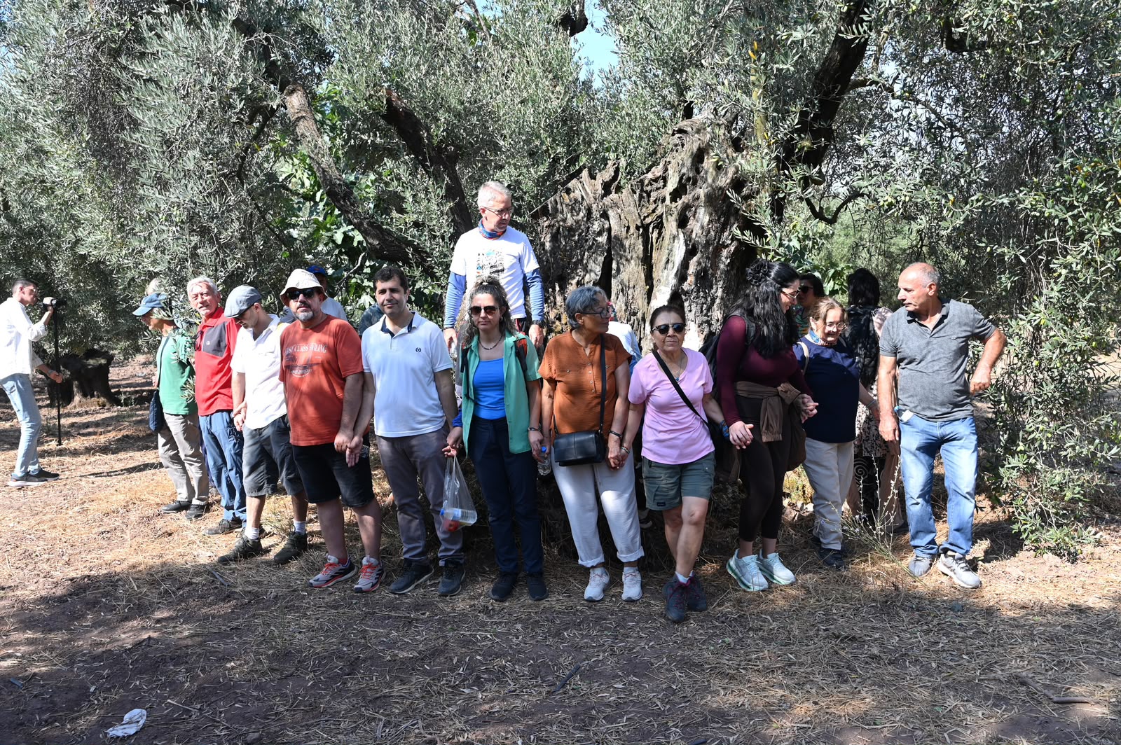 Gemlik’te 1500 yıllık zeytin ağacının gölgesinde zeytin rotası keşfi