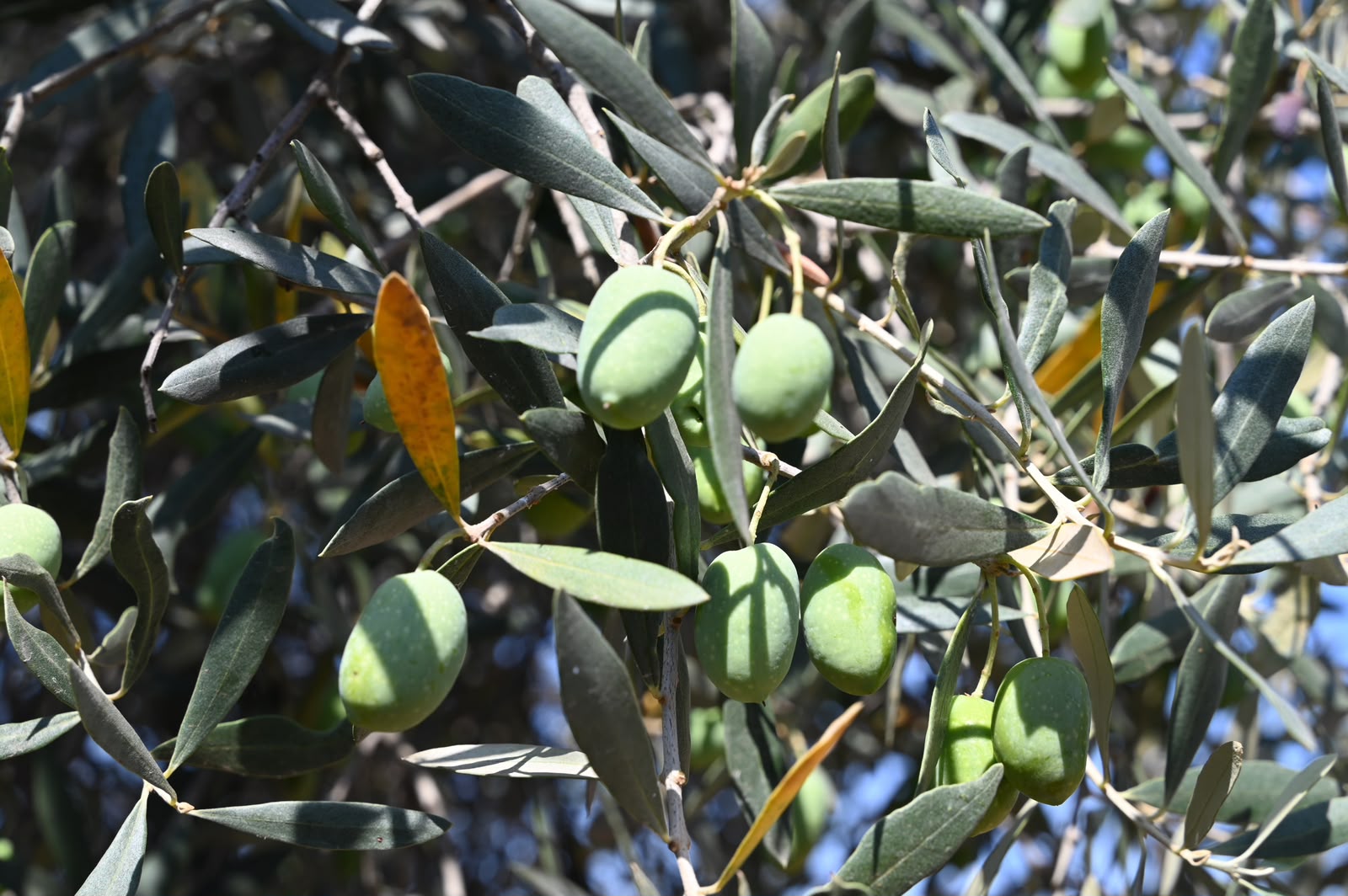 Gemlik’te 1500 yıllık zeytin ağacının gölgesinde zeytin rotası keşfi