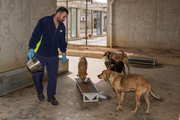 İzmir Büyükşehir Belediyesi sahipsiz hayvanlar için mama üretiyor