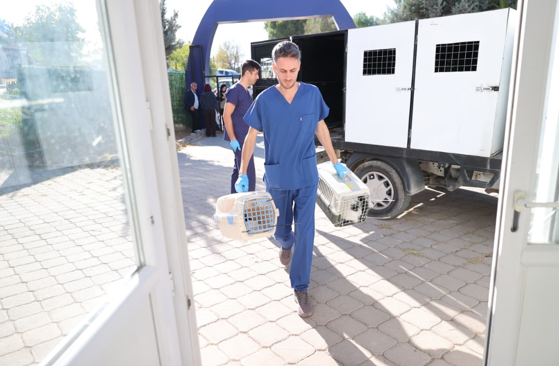 Buca Belediyesinden sokak hayvanlarıyla ilgili iddialara yanıt